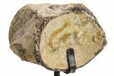 Fossil Mosasaur Vertebra w/ Metal Stand - Texas #316025-1